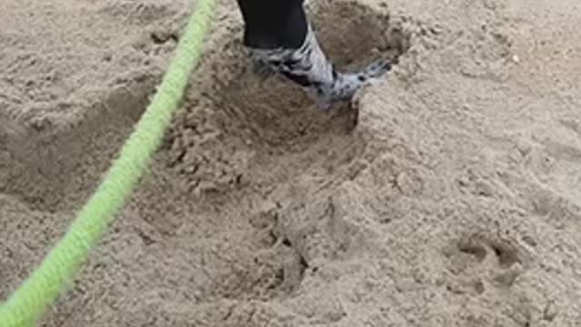 Oreos first dig at the beach