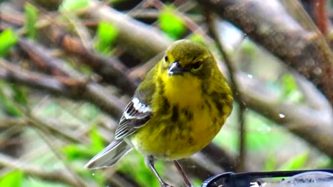 Pine Warbler