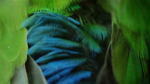 Tropical Bird Cleaning Itself #4K