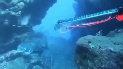 #fish #amazing #fishing #deep sea fishing