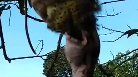Snake Trying Swallow A Big Bird