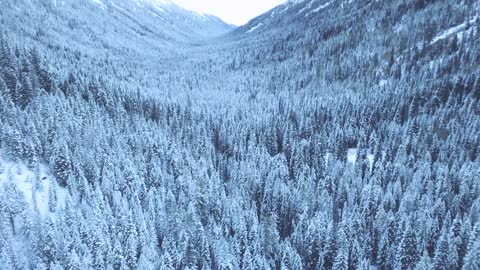 Cedar trees in the Snow