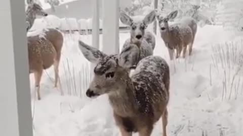 Herd of deer begging for food in the cold winter