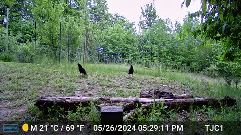 Caw Caw