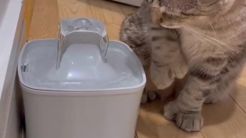 Funny Animal Videos that Make Me Burstnto Tears Laughing (CUTE) #shorts