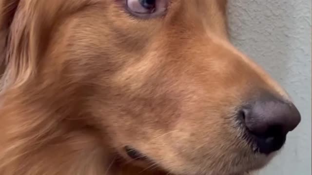 My dogs think's is he in covid?