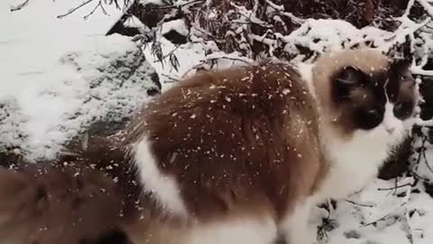 caty enjoying the snow