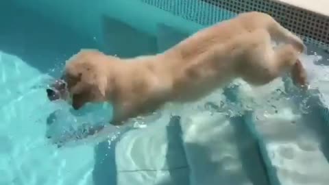 Cute dog