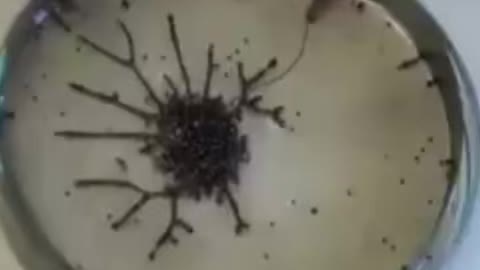 A little electric field on graphemes particles and it dances