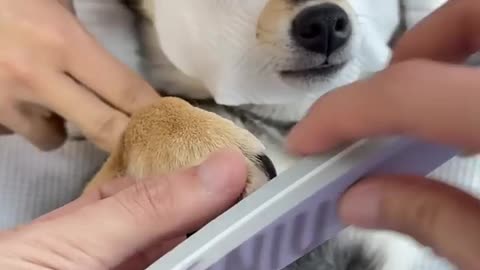 Dog receiving beauty treatment at home