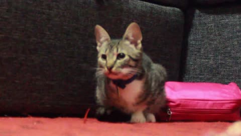 funny cat opens a purse