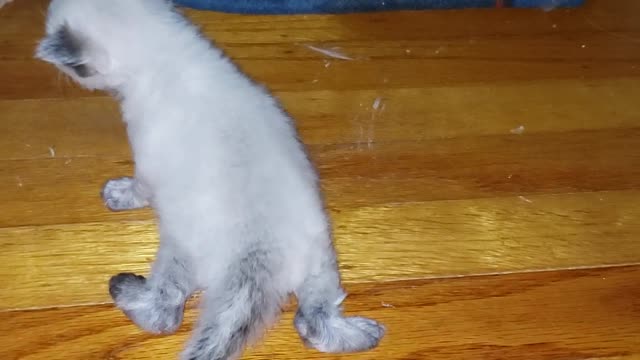 What my human mommy is home