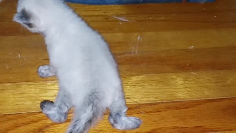 What my human mommy is home