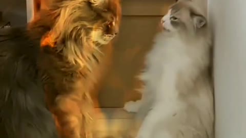 Cat Life Style 2022
