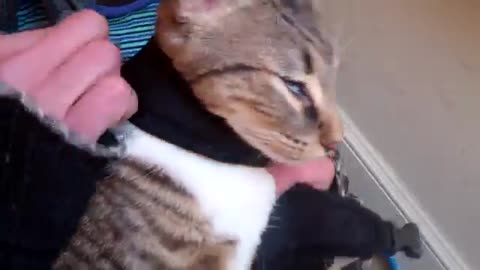 How to train your cat