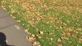 A shadow’s job