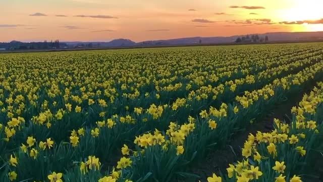 Most Amazing Flowers Field in Sweden