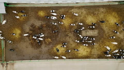 Taken from a drone, as cows graze in a field
