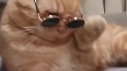very cute and smart cat