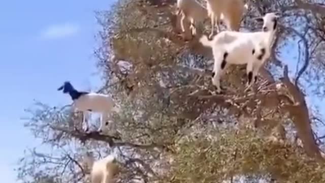 Funny goats