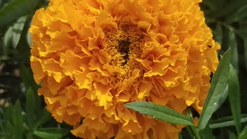Magnificent Marigold Flowers 💐