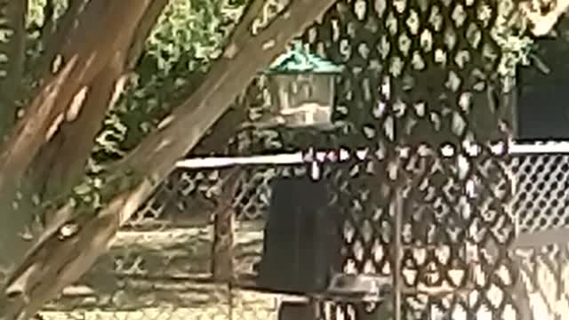 Bird are beautiful