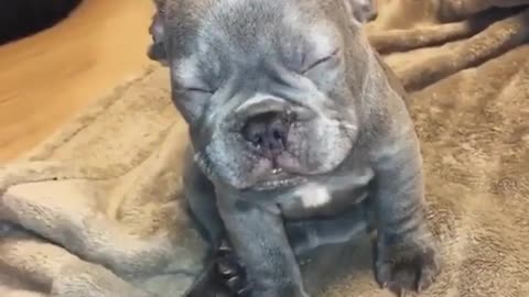 Sharpei dog