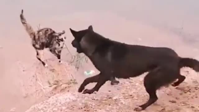 dog vs cat
