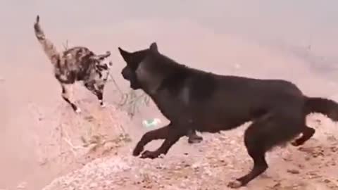 dog vs cat