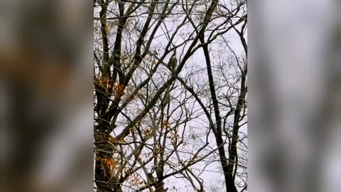 Nesting Eagles