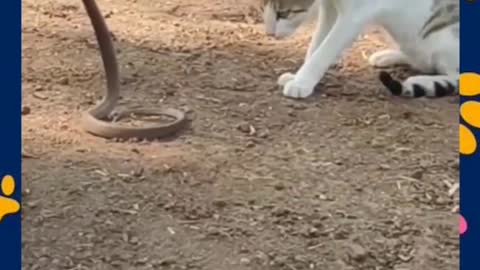 Animais Engraçados / Funny Animals Channel 2022