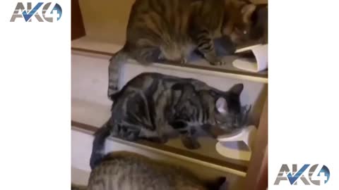 cat and kitty