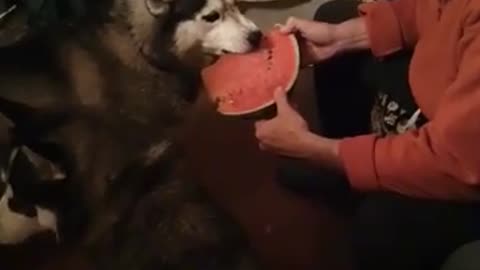 Husky eating watermelon.