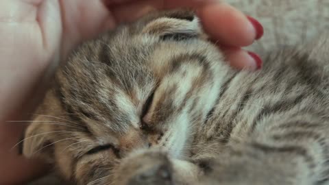 Cat 😸🐈