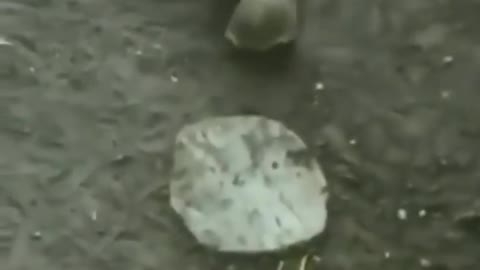 Dog and turtle football match
