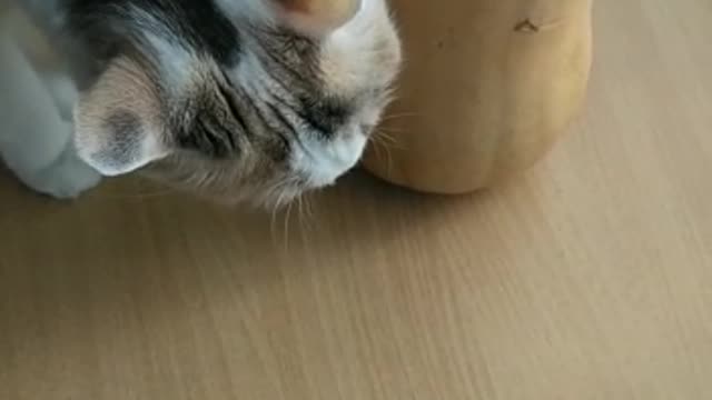 Cat and a pumpkin>>> Watch till the end