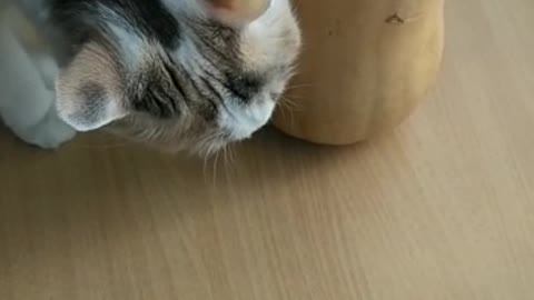 Cat and a pumpkin>>> Watch till the end
