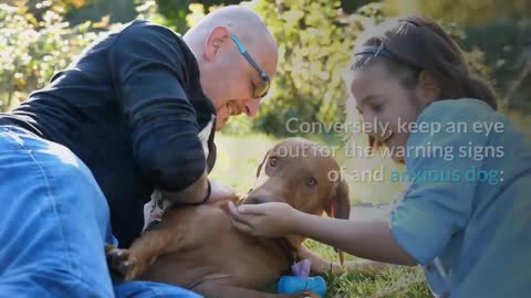 How to Say 'I Love You' in Dog Language - There are 8 Ways to Say it