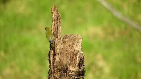 How do birds build their nests