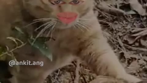 Very funny video