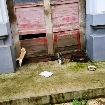 These two kitties were like rats meeting cats. But dude u are the