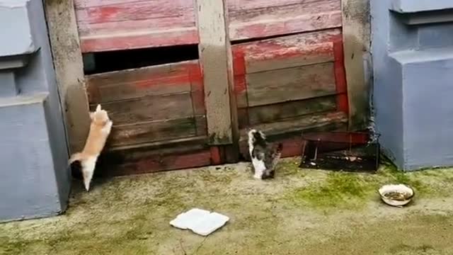 These two kitties were like rats meeting cats. But dude u are the