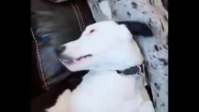 Funny animal videos