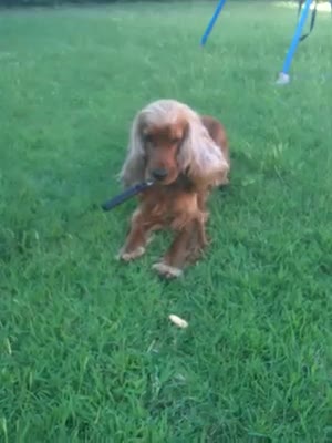 Cute dog steals a cookie