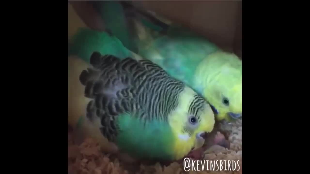 Funny Parrots Video|Cute Moments of Birds|Cute Parrots