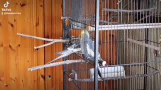 #Parrot sparrow feeding cheeky