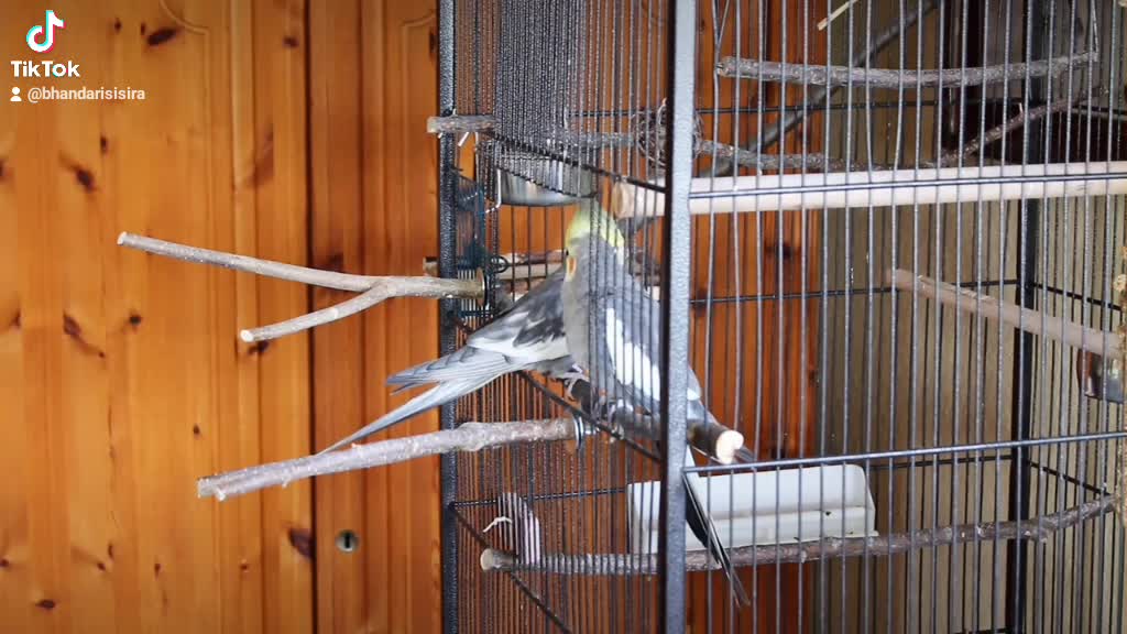 #Parrot sparrow feeding cheeky