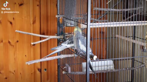 #Parrot sparrow feeding cheeky