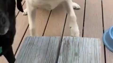 🤣 Funniest 🐶 Dogs - Awesome Funny Pet Animals Videos 😇