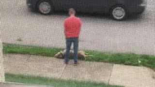 Dog Laying in Grass Doesn't Want to Continue Walk